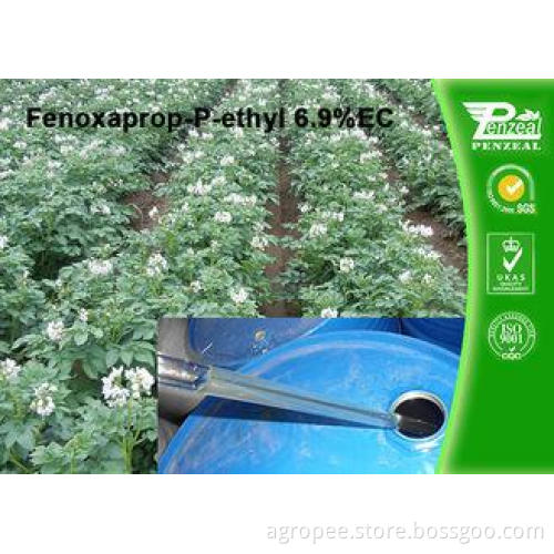 Post Emergent Selective Herbicide Powder Fenoxaprop-P-Ethyl